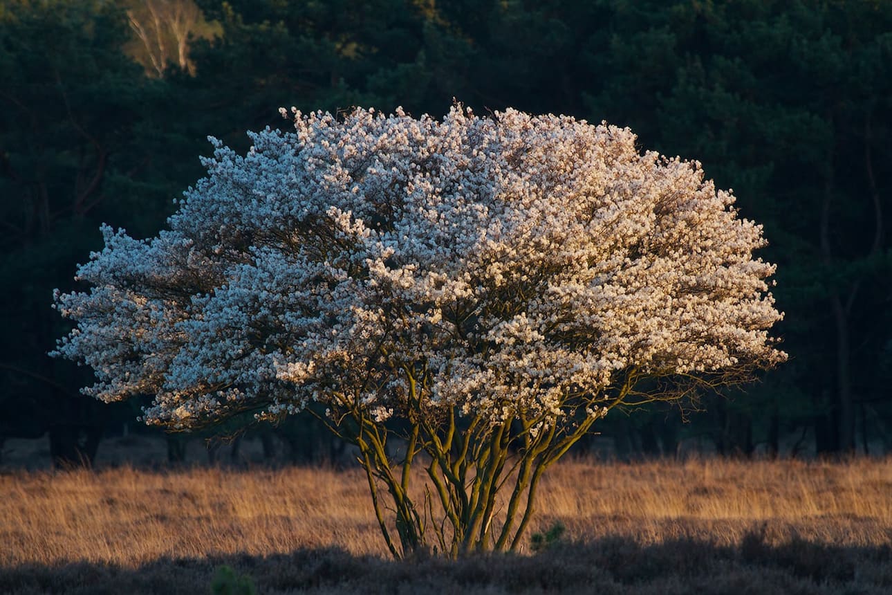 Саженец Ирга канадская сорт Ламарка/Amelanchier lamarckii С10/60-80 — цена  в Дзержинске, купить в интернет-магазине, характеристики и отзывы, фото